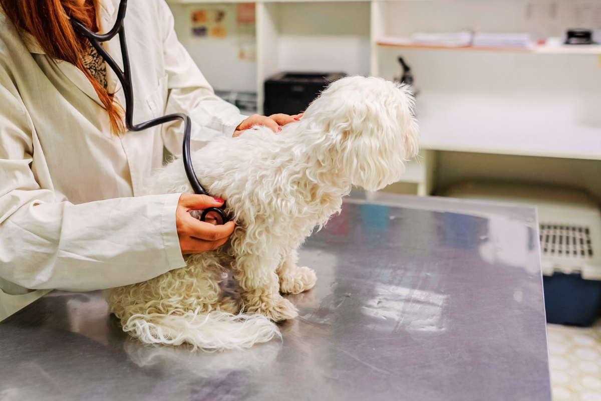 un bichon maltais se fait examiner par une vétérinaire