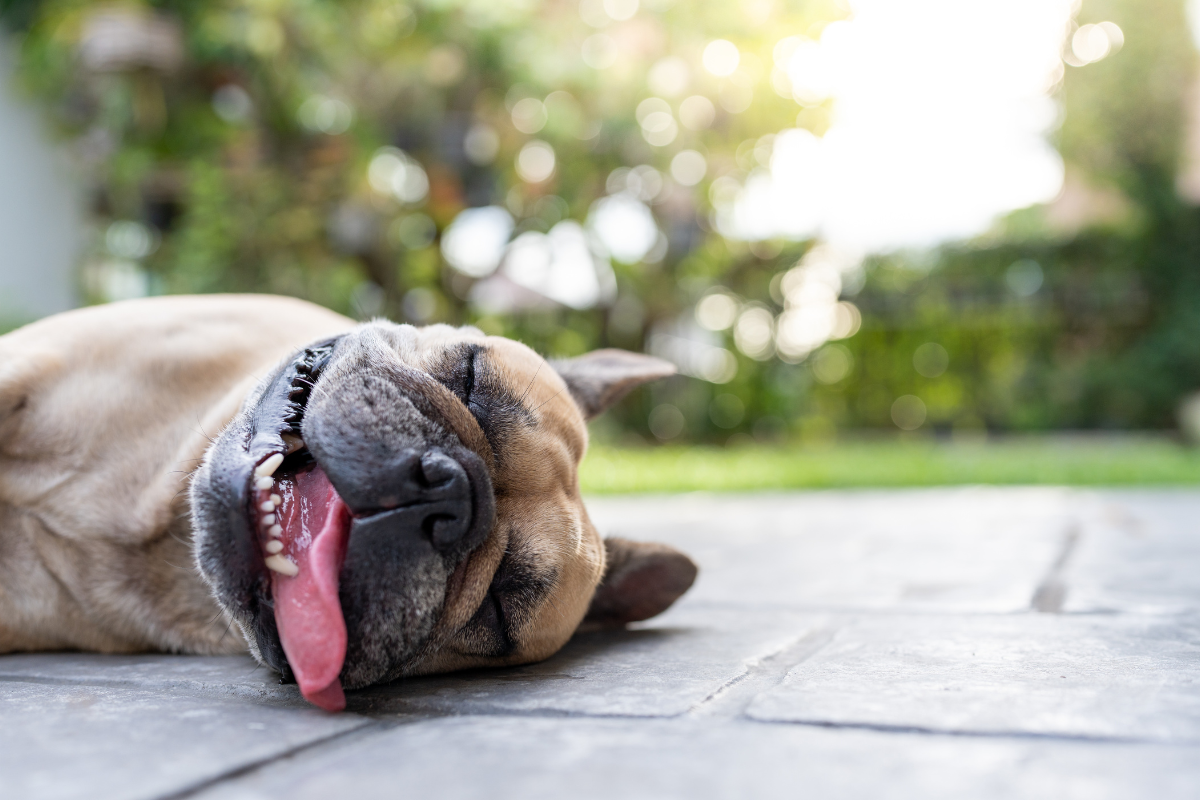 un bouledogue brun à la langue qui pend couché sur un sol dallé devant un jardin