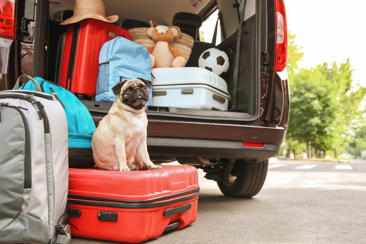 un carlin est assis sur une valise rouge posée avec d'autres bagages devant une voiture au coffre ouvert
