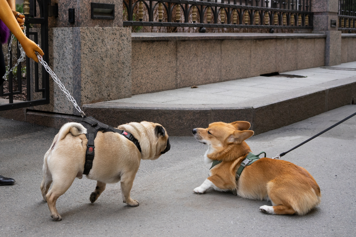 un carlin et un corgie tenus en laisse se rencontrent dans une rue