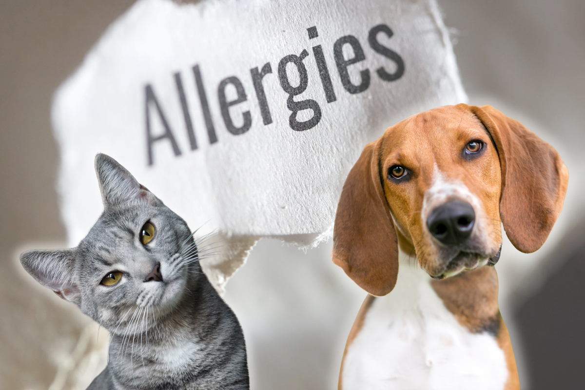 un chat à gauche et un chien à droite de l'image avec en arrière-plan un papier où il est écrit Allergies