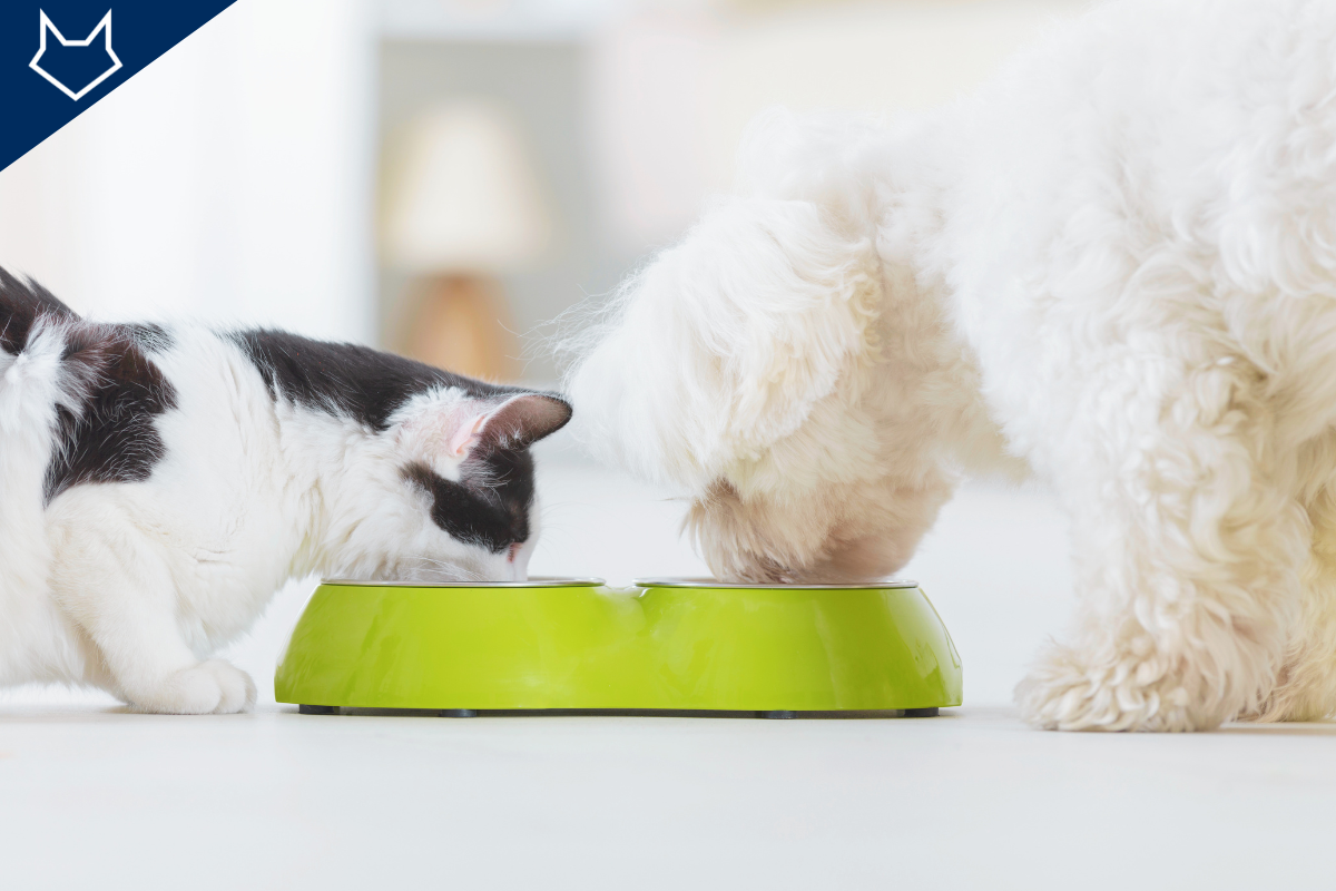 un chat à gauche et un chien à droite qui mangent dans leur gamelle face à face