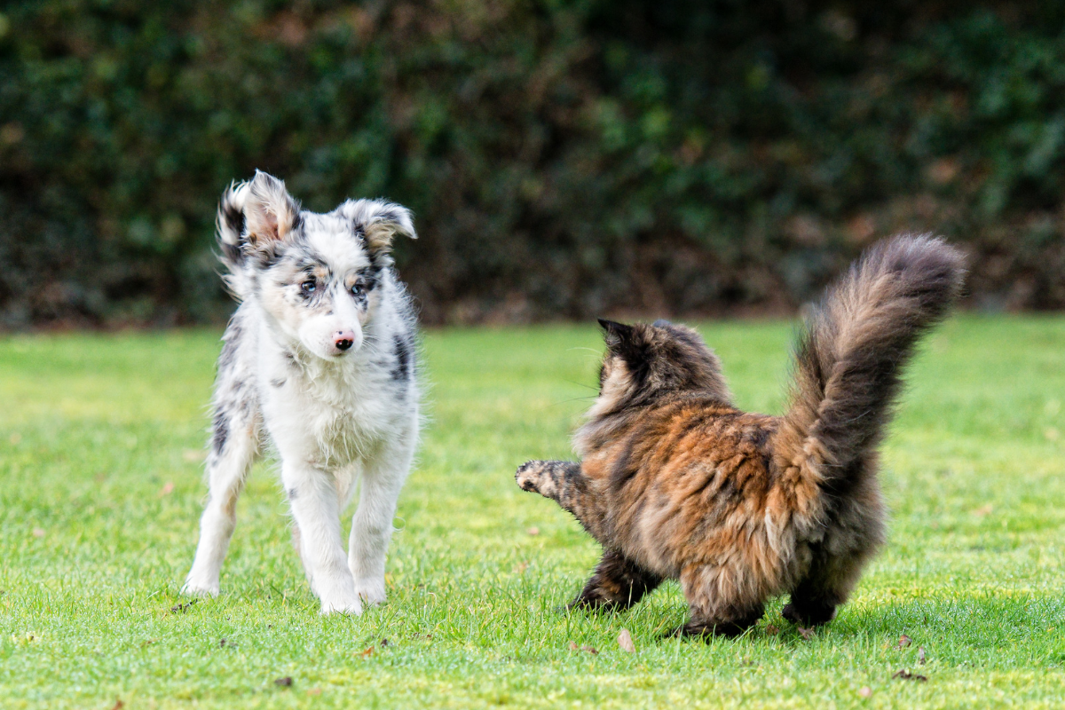 un chat a peur devant un chiot dans un pré