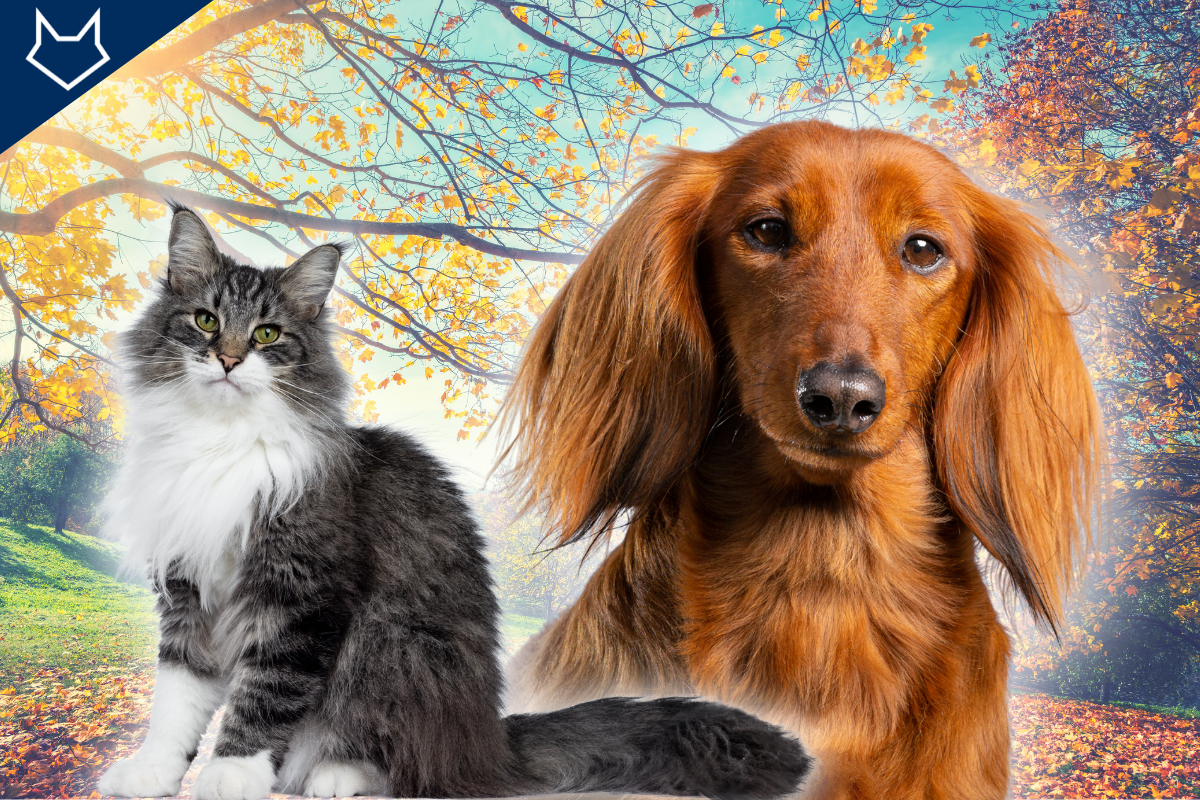 un chat à poil long et un petit chien à poil long devant un décor automnal