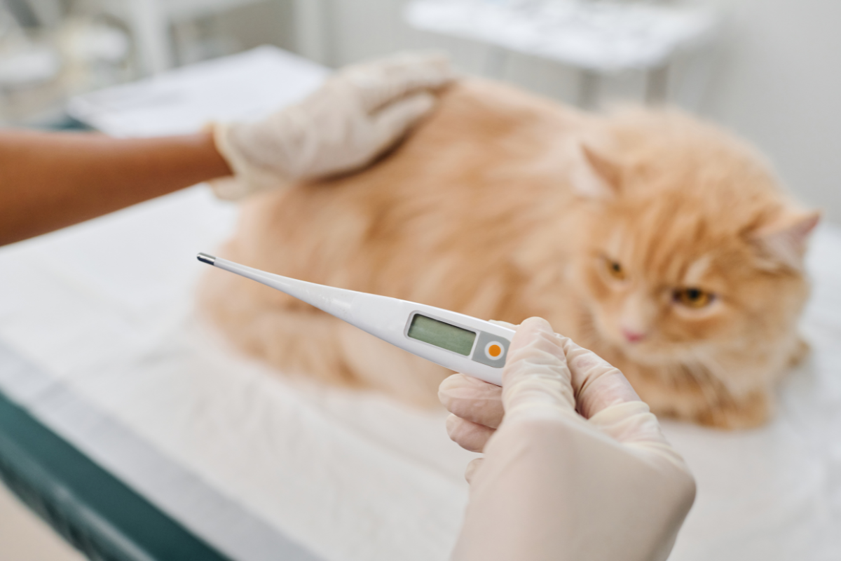 un chat beige couché en arrière-plan et un une main gantée qui tient un thermomètre au premier plan