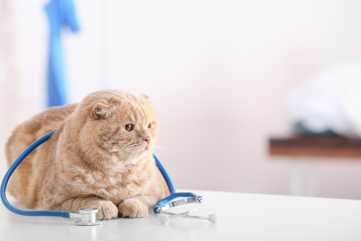 un chat beige sur une table d'auscultation avec un stéthoscope bleu posé sur de lui
