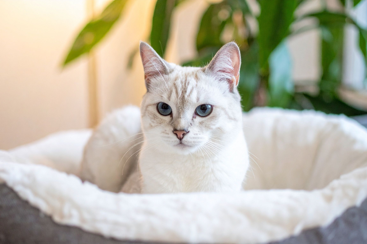 un chat blanc aux yeux bleus dans un panier devant une plante verte