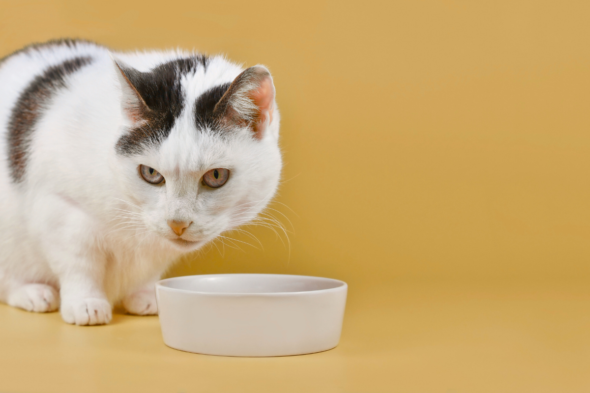 un chat blanc avec des taches noires est accroupi devant une écuelle blanche