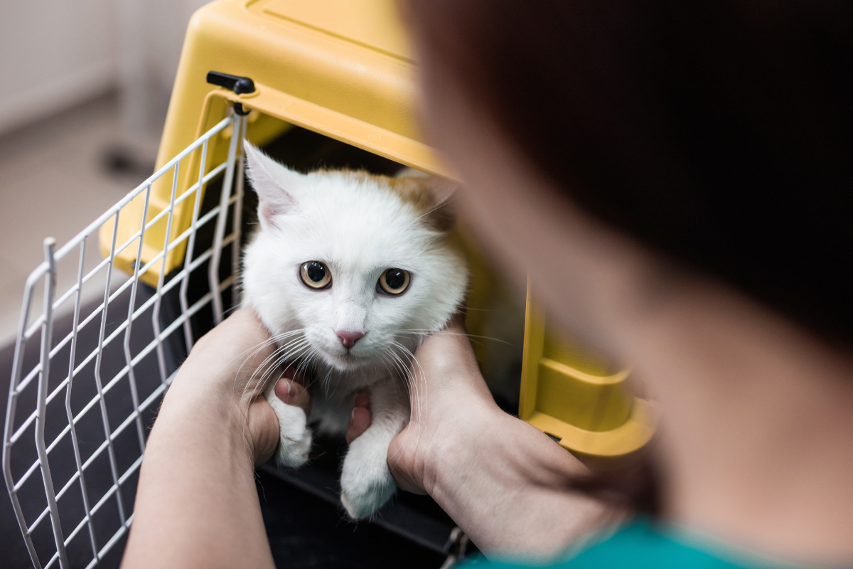 un chat blanc dans une cage de transport examiné par une vétérinaire