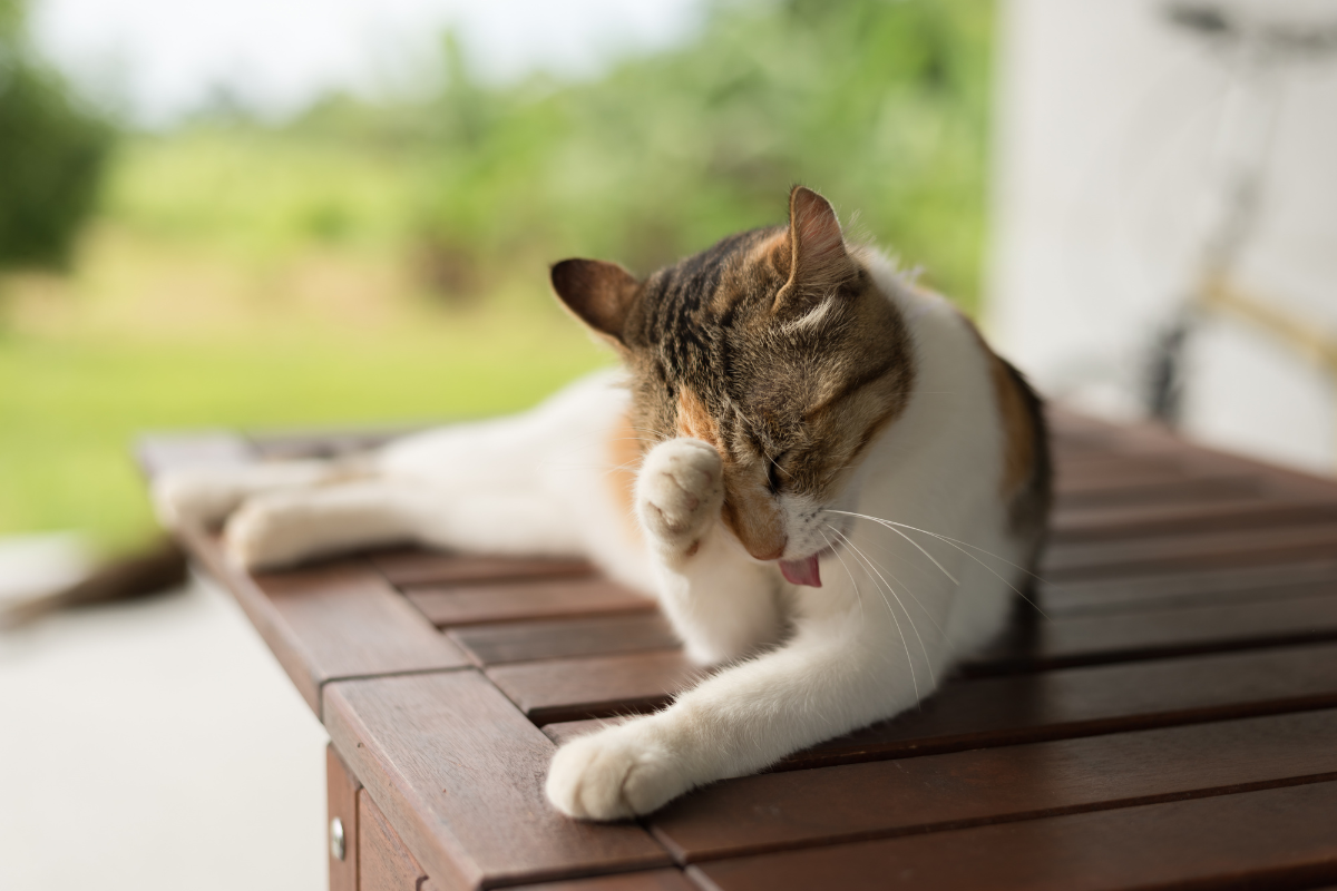 un chat blanc et brun couché sur un porche qui se lèche la tête avec la patte avant