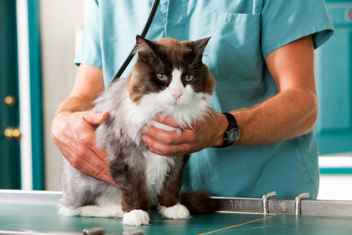 un chat blanc et marron ausculté sur une table par un vétérinaire