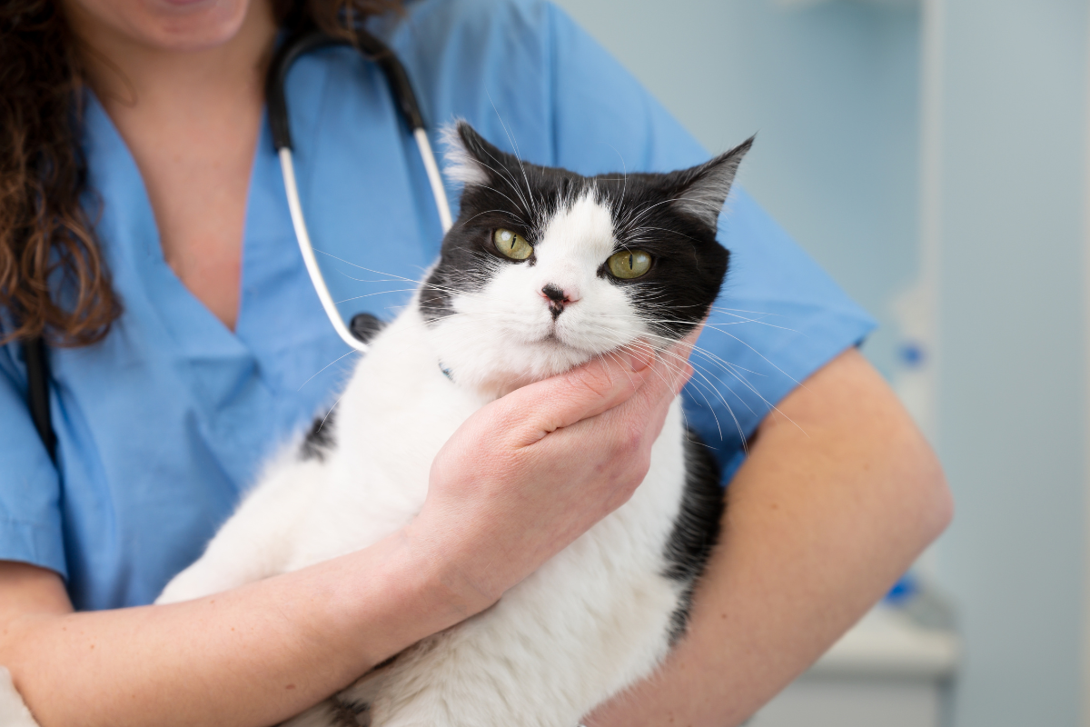 un chat blanc et noir tenu dans les bras d'une vétérinaire