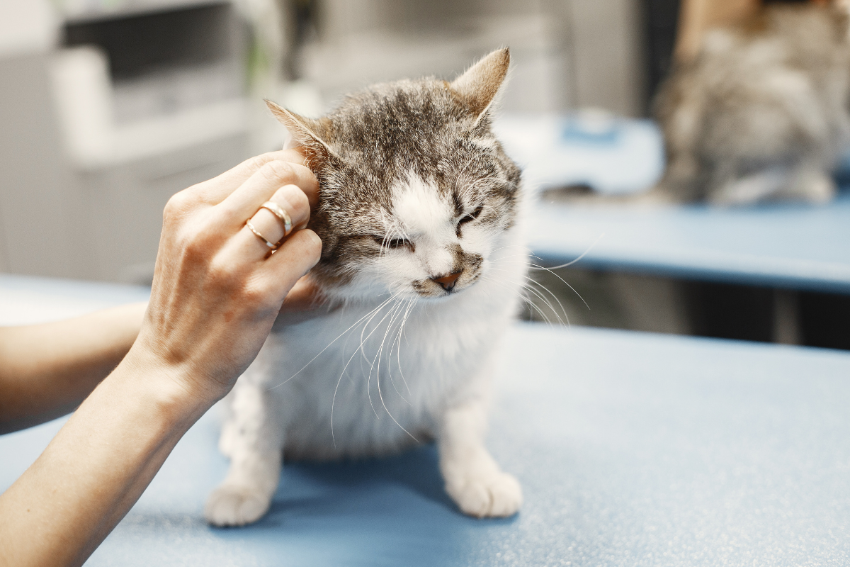 un chat blanc et tigré gris assis sur une table se fais examiner l'oreille