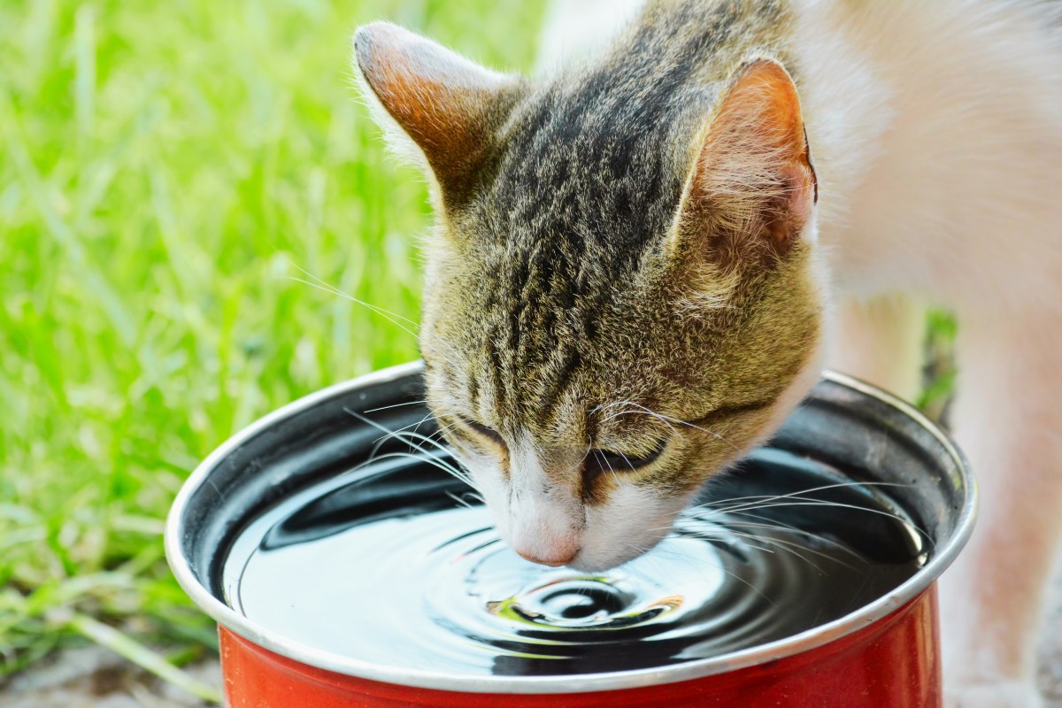 un chat boit de l'eau dans une gamelle dans un pré