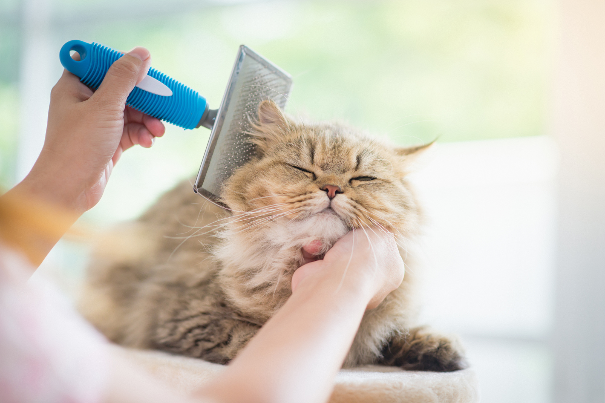 un chat brun tigré à poils longs se fait brosser la tête par sa propriétaire