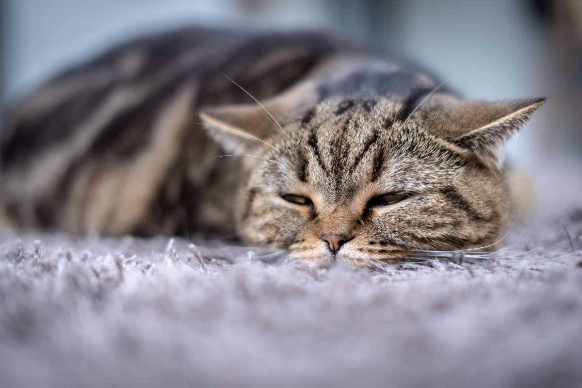 un chat brun tigré couché sur un tapis gris les oreilles aplaties et les yeux mi-clos