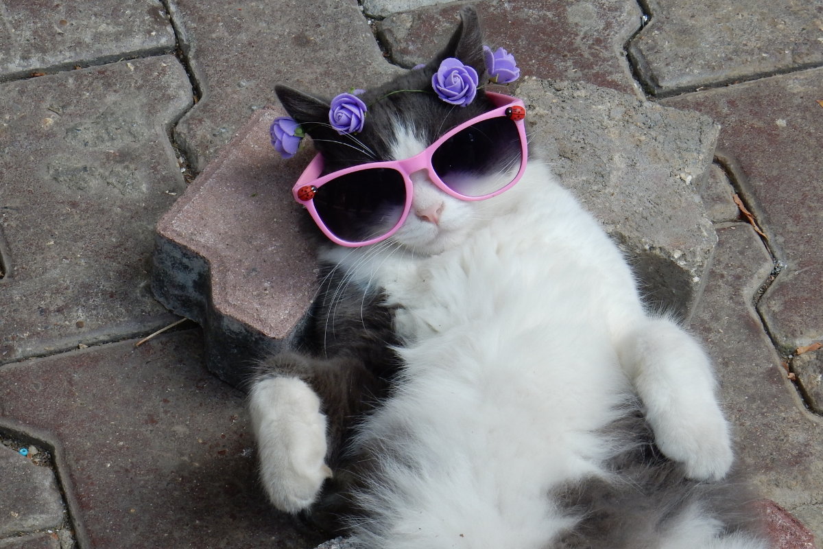 un chat couché sur le dos qui porte des lunettes de soleil rose et un couronne de fleurs violette