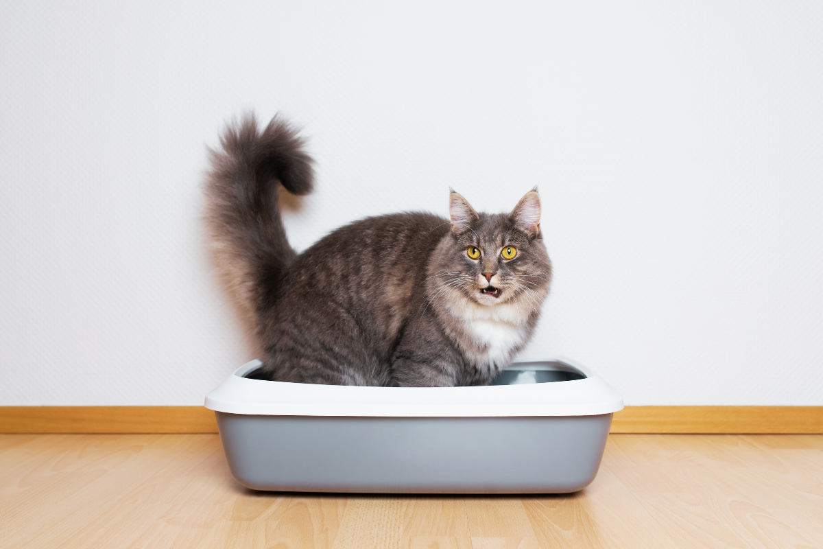 un chat dans sa litière la queue levée