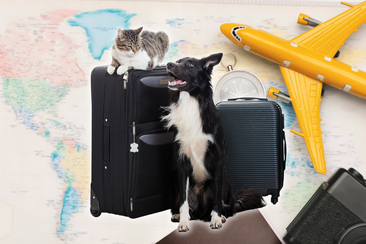 un chat et un chien assis devant des valises avec une carte géographie et un avion jaune en arrière-plan