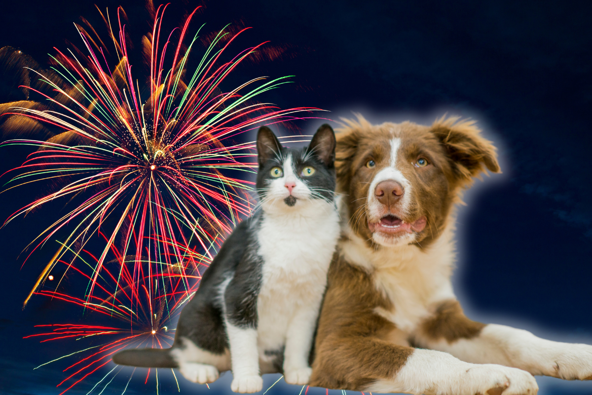 un chat et un chien côte à côte qui regardent vers le ciel et un fond bleu avec un feu d'artifice