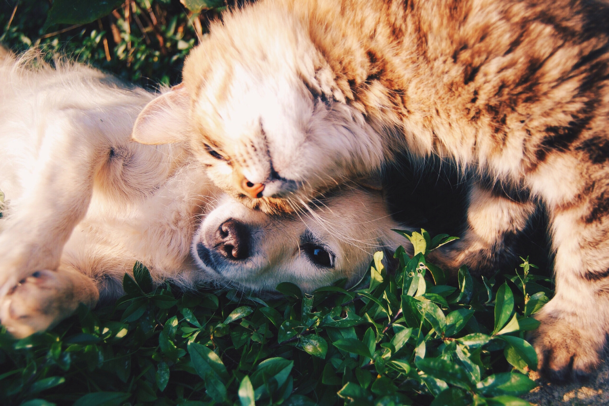 un chat et un chien couchés l'un contre l'autre dans l'herbe