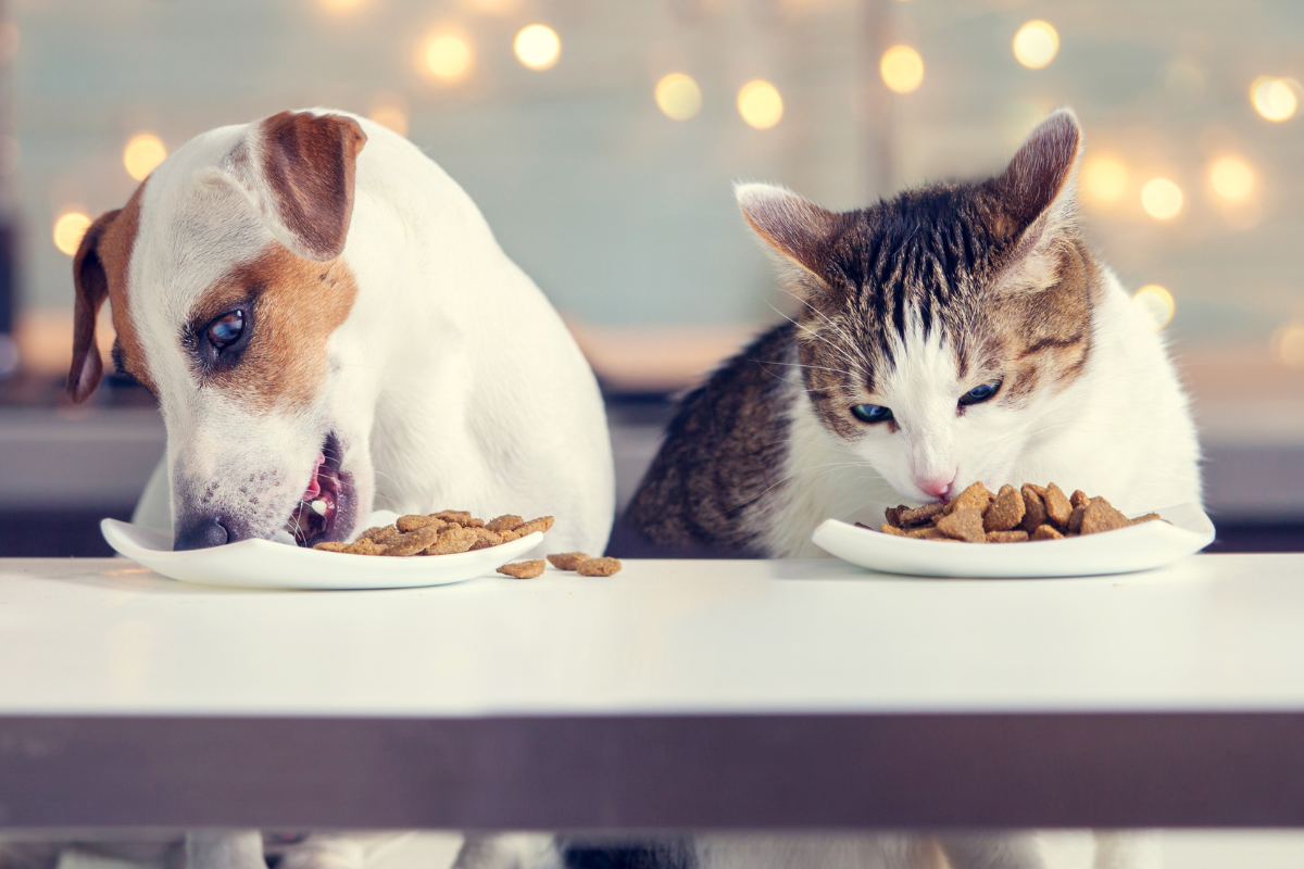 un chat et un chien mangent côte à côte des croquettes dans leur assiette