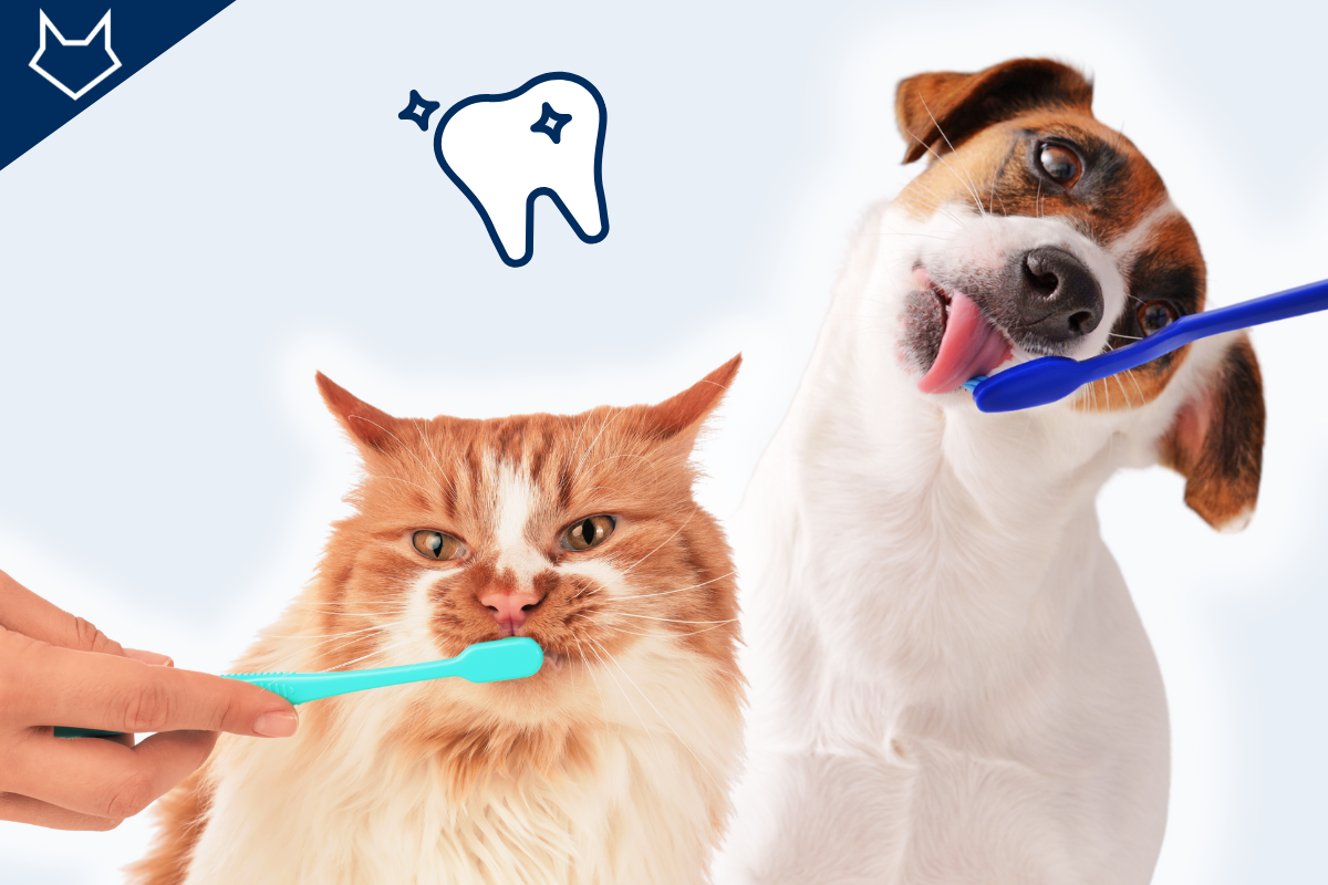 un chat et un chien se font brosser les dents