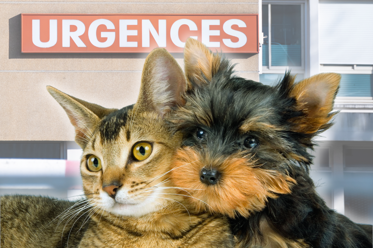 un chat et un petit chien collés l'un à l'autre au premier plan et un panneau URGENCES en arrière-plan