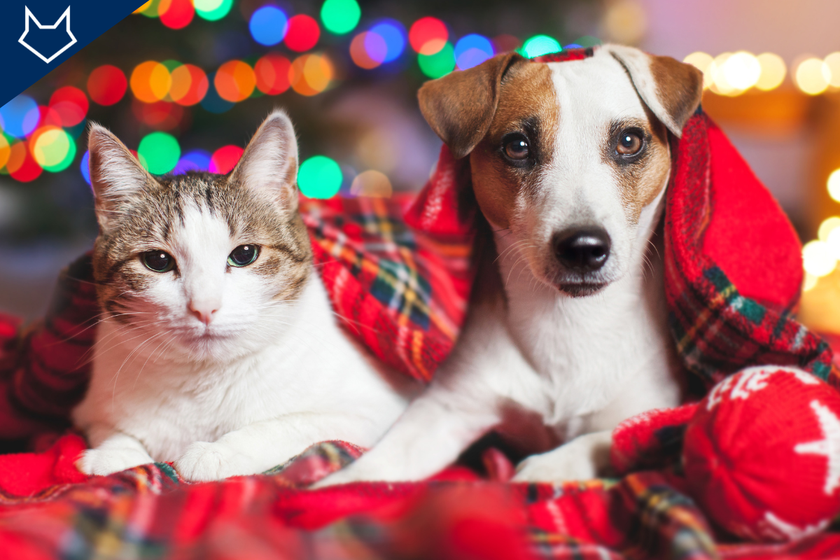 un chat et un petit chien couchés côte à côte dans une couverture rouge et des guirlandes en arrière-plan