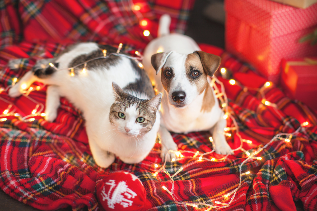 un chat et un petit chien couchés sur une couverture rouge tartan et entourés de guirlandes