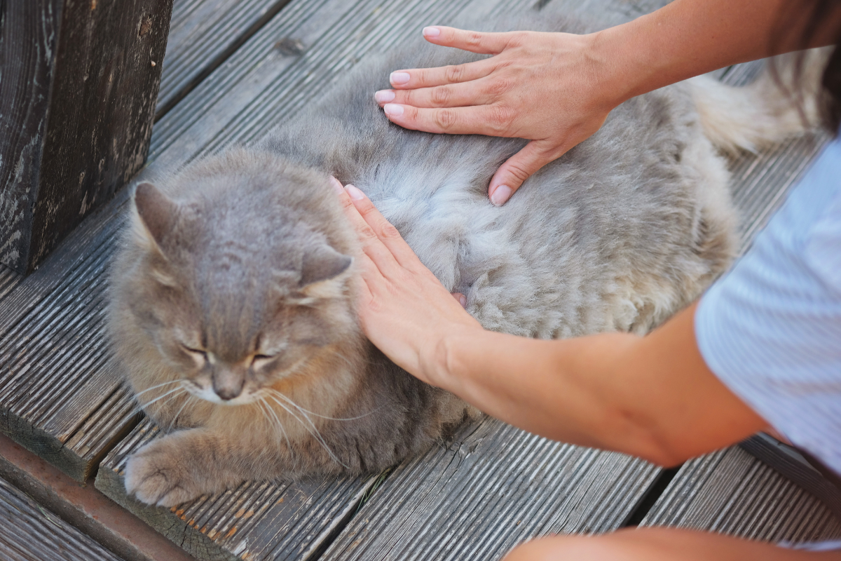 un chat gris à poils long se fait inspecter le dos par une femme