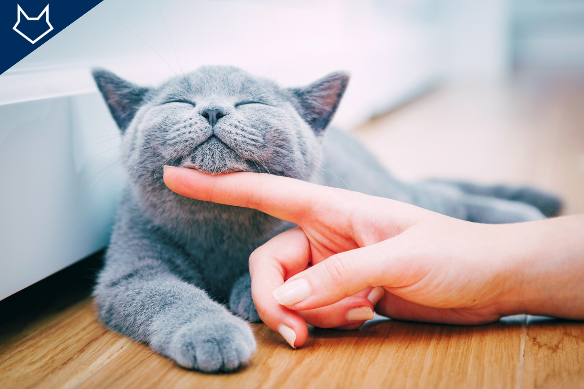 un chat gris couché se fait caresser le menton