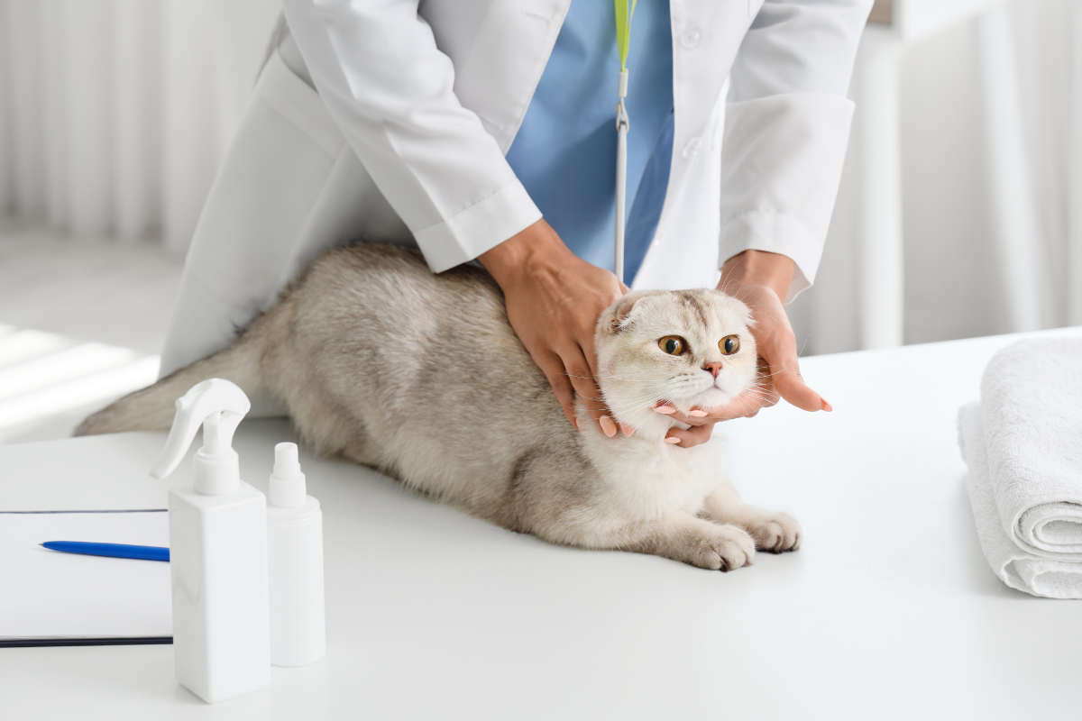un chat gris couché sur la table d'examen se fait ausculter par la vétérinaire