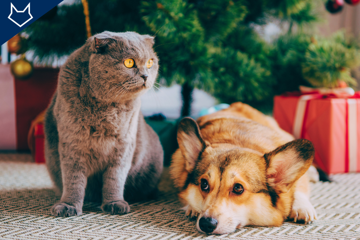 un chat gris et un chien corgi couché sont apeurés devant un sapin et des cadeaux