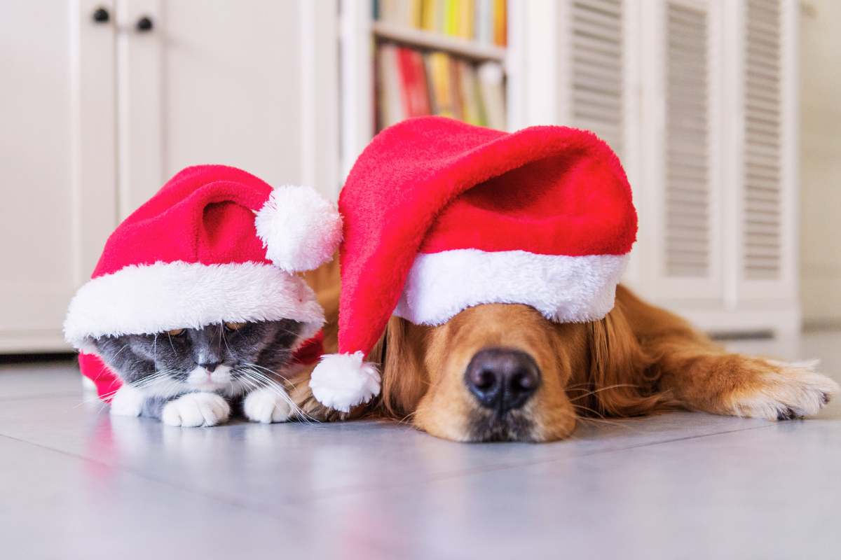 un chat gris et un grand chien roux couchés portent de grands bonnets de père Noël