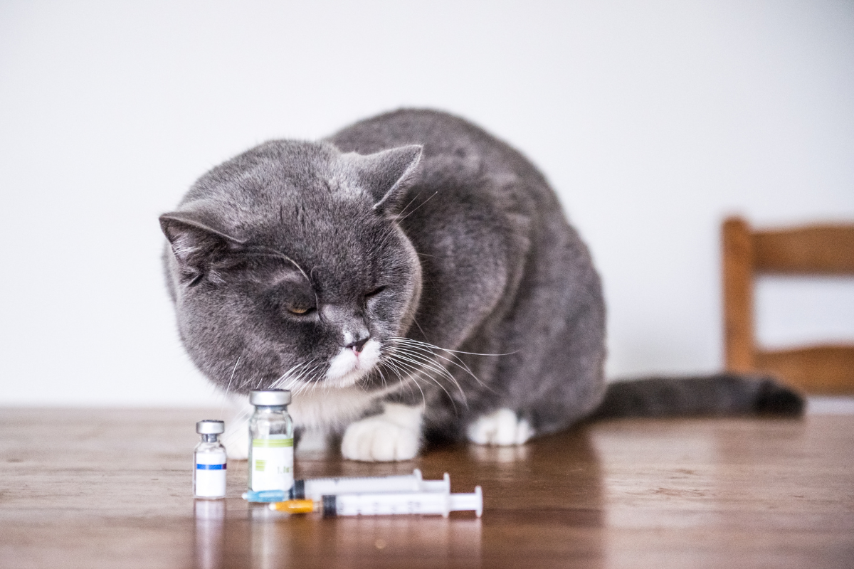un chat gris fermant les yeux et couché sur une table avec des médicaments