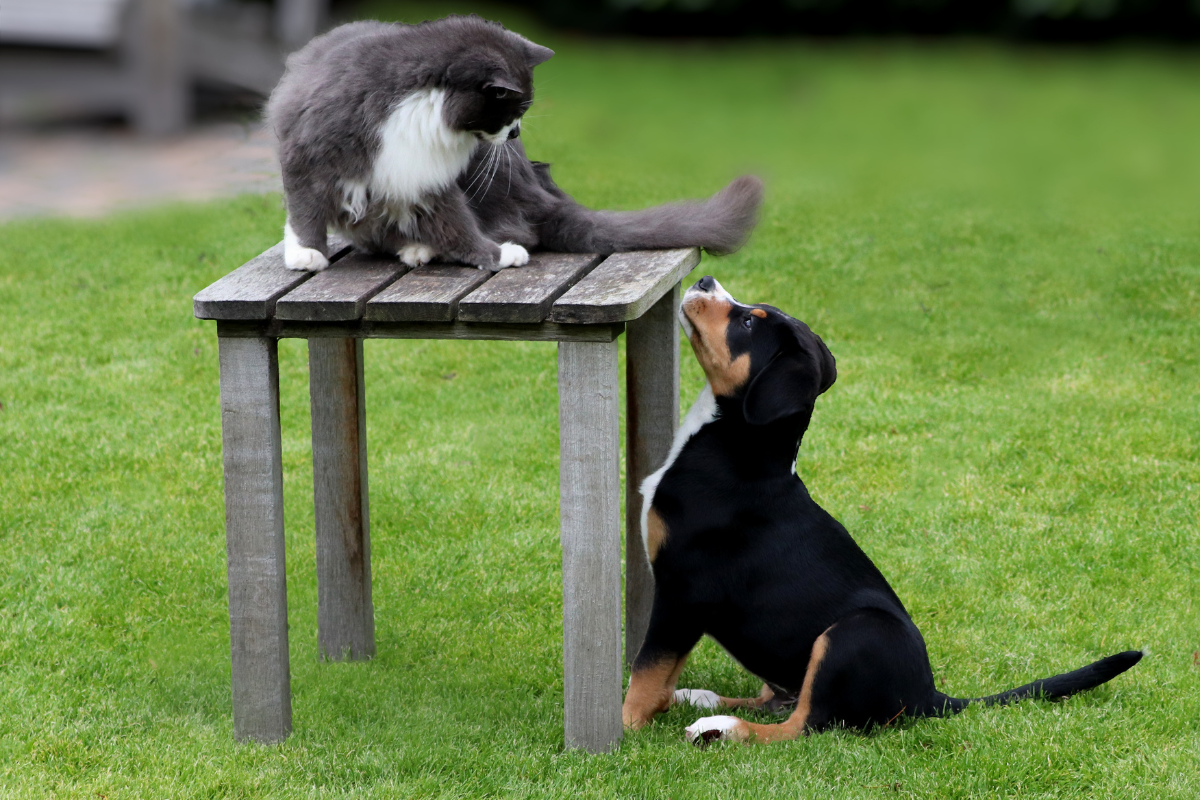 un chat gris perché sur une table dans le jardin regarde un petit chien assis devant dans l'herbe devant lui