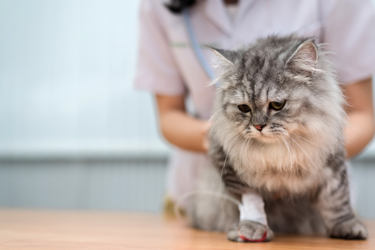 un chat gris posé sur une table avec un cathéter