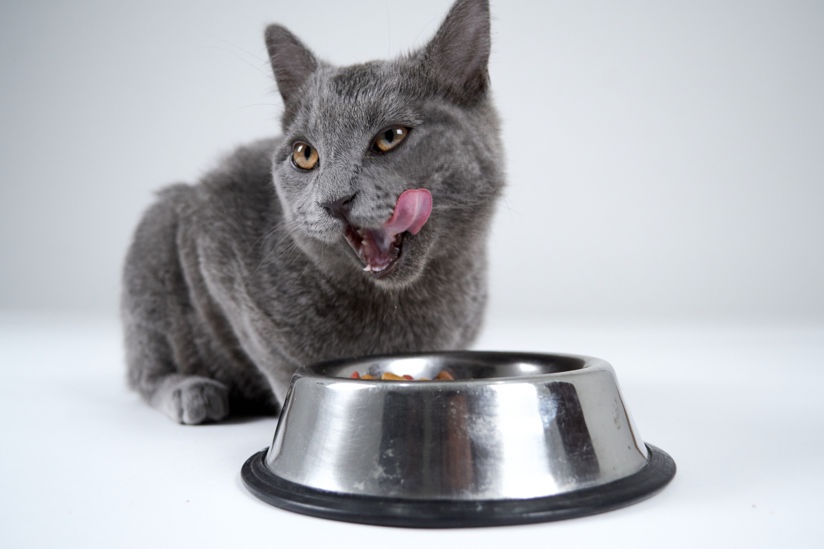 un chat gris qui se lèche les babines devant une gamelle de nourriture