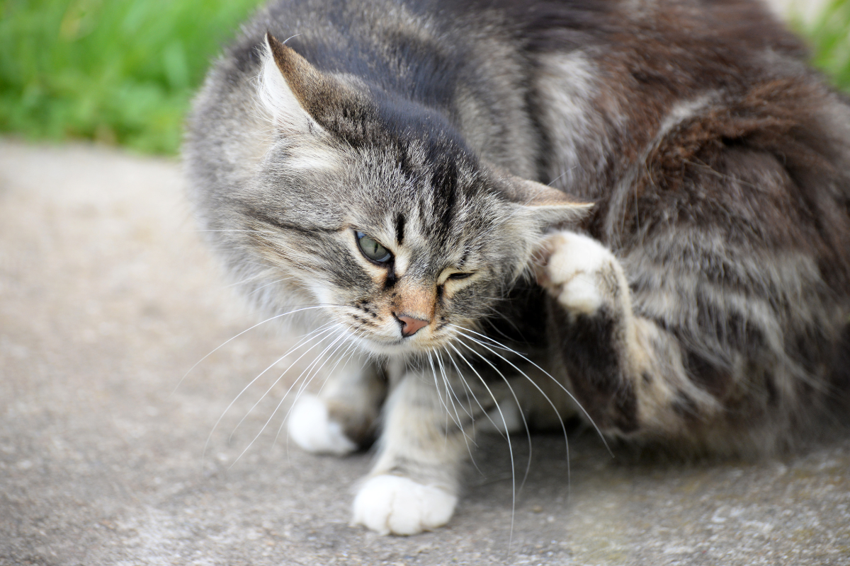 un chat gris se gratte l'oreille
