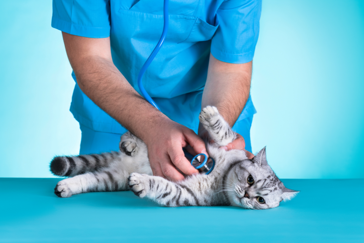 un chat gris tigré ausculté par un vétérinaire en blouse bleue sur un fond bleu