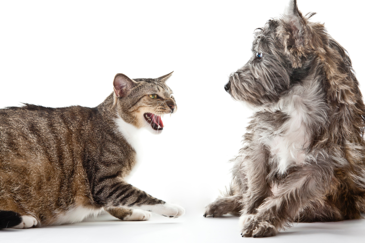 un chat marron tigré feule sur un chien gris en retrait