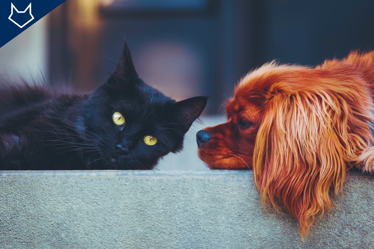 un chat noir aux yeux jaunes est couché à côté d'un petit chien roux couché qui le regarde