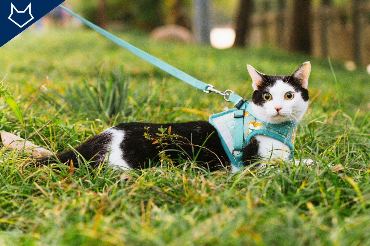 un chat noir et blanc attaché par un harnais turquoise est couché dans l'herbe