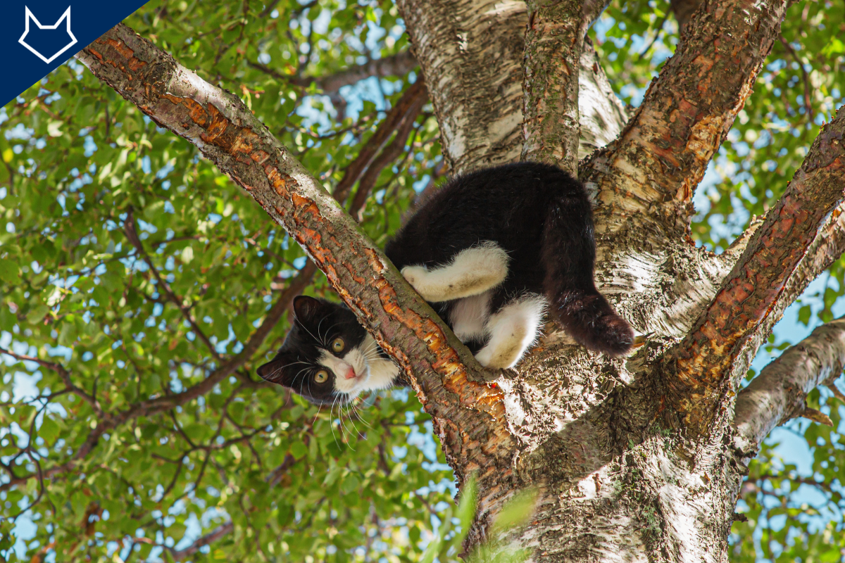 un chat noir et blanc en équilibre sur une branche d'arbre vu d'en bas