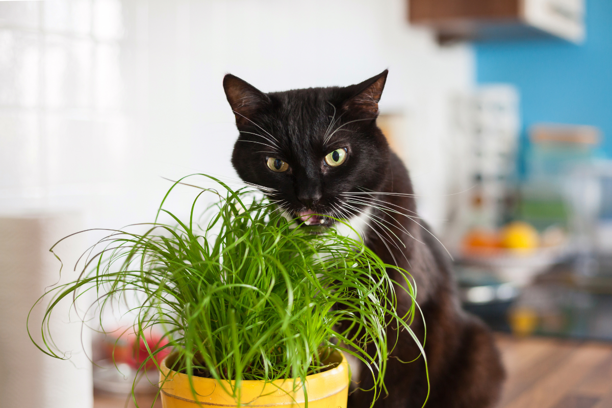 un chat noir mange de l'herbe à chat dans un pot