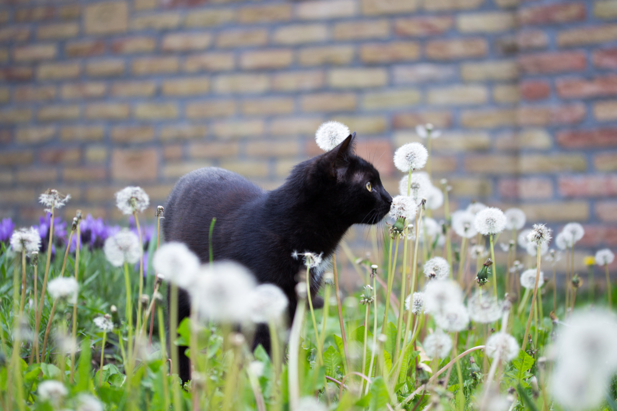 un chat noir se promène dans un jardin de pissenlits