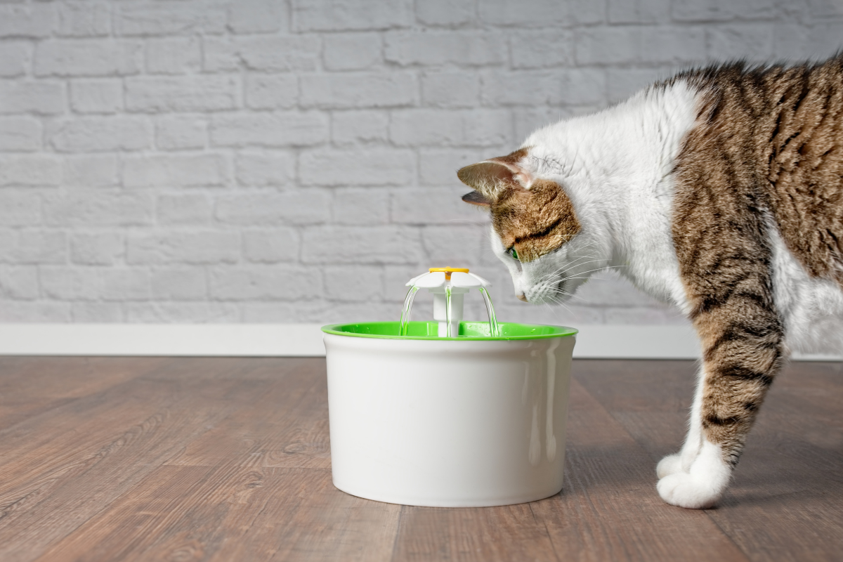 un chat regarde dans une gamelle fontaine à eau