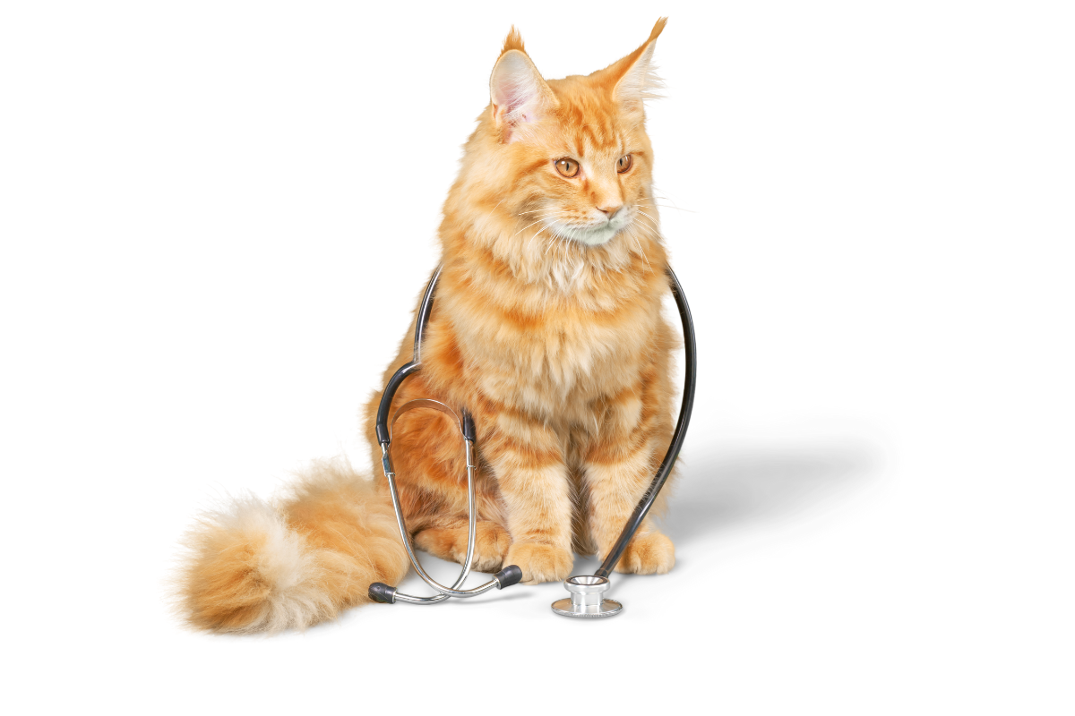 un chat roux à poils longs est assis avec un stétoscope autour de lui