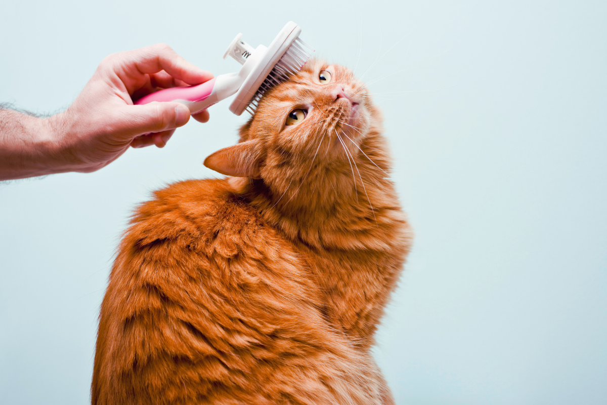 un chat roux assis se fait brosser la tête par une main sur la gauche